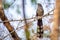 Blue faced Malkoha perching in bamboo