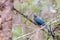 Blue faced Malkoha perching in bush