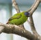 Blue Faced Parrot Finch