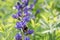 Blue false indigo Baptisia australis, blue-purple flower and bumblebee