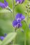Blue false indigo Baptisia australis, budding flowers