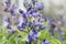 Blue false indigo Baptisia australis, flowering plants