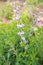 Blue false wild Indigo Plant growing tall in the herb garden outdoors