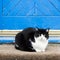 Blue farmhouse door, cat in front