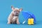 Blue fawn French Bulldog dog puppy next to rain rubber boots and umbrella