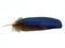 Blue Feather