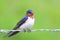 Blue feathered barn swallow perched atop a barbed wire fence