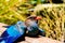 Blue feathered bird