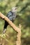 Blue Feathered Bird