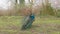 Blue feathered peacock on green winter grass  big wild bird cleaning its feathers in the park natural background image