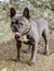 Blue Female Frenchie Standing on a trail