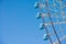 Blue ferris wheel on blue sky