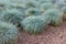 Blue fescue or festuca glauca plants on the flowerbed