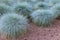 Blue fescue or festuca glauca plants in the garden