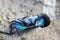 Blue Fiddler crab on muddy ground