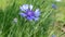 A blue field flower in a field on a windy day in summer