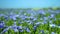 Blue field of flowering flax, flax flowers close-up