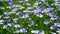 Blue field of flowering flax, flax flowers close-up