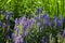 Blue field flowers of sage among large ears of grass