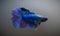 Blue Fighter Fish (3D Model)