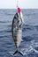 Blue fin bluefin tuna catch and release