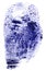 Blue fingerprint isolated on white background