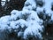 Blue fir-tree in snow