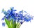 Blue first spring Easter flowers Scilla Squill snowdrops bluebell bouquet isolated, white background