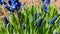 The blue first spring hyacinth flowers sway in the wind in early spring in the garden
