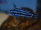 Blue fish cichlid melanochromis maingano swimming in aquarium