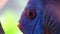 Blue fish discus swiming in aquarium. Close up of fish breathing