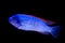 Blue fish red fins isolated