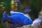 Blue fish striped cichlid swims in a spacious aquarium