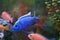 Blue fish striped cichlid swims in a spacious aquarium