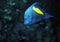 Blue fish with yellow spot at deep ocean front view looking