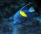 Blue fish with yellow spot at deep ocean view from left side