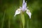 Blue Flag Iris Wildflowers in the Snowy Range Mountains, Wyoming