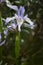 Blue Flag Iris Wildflowers in the Snowy Range Mountains, Wyoming