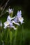 Blue Flag Iris Wildflowers in the Snowy Range Mountains, Wyoming