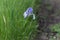 Blue flag or Siberian Iris lat. Iris sibirica grows on the side of a dirt road