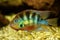 Blue Flash cichlid aquarium fish thorichthys aureus