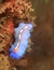 Blue flat worm