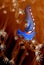 Blue flat worm on a soft coral