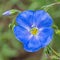 Blue Flax