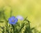 Blue flax in the backyard