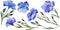 Blue flax. Floral botanical flower. Wild spring leaf wildflower isolated.