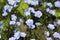 Blue flax flower