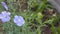 Blue flax flower Latin Linum