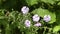 Blue flax flower Latin Linum