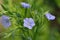 Blue Flax Flowers, Linum usitatissimum